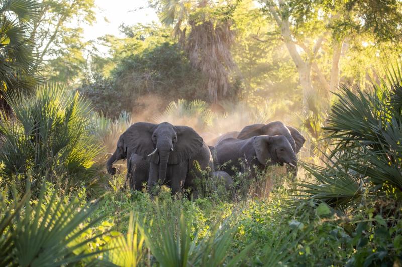 A herd of elephants stands alert in sunlit vegetation, offering a vivid glimpse of where to go in 2026.
