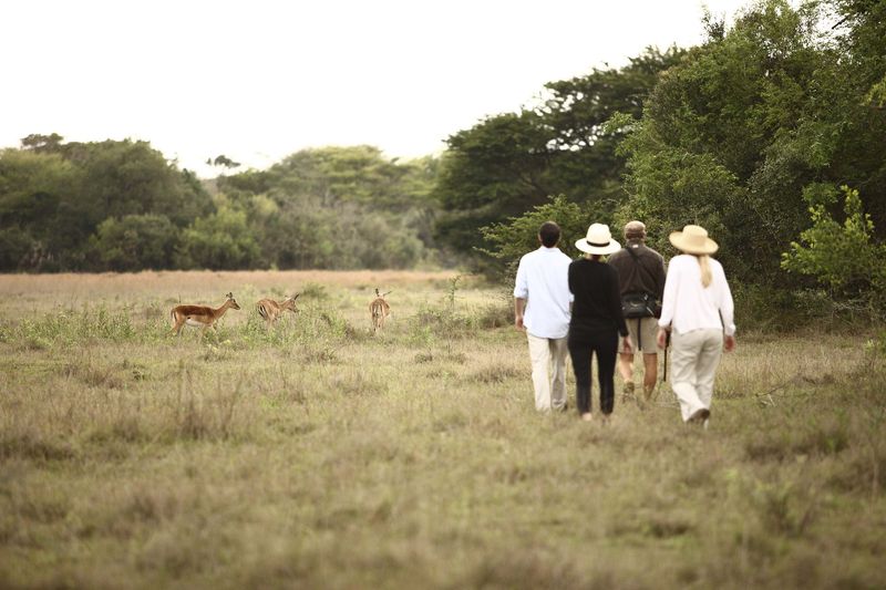 Balade en brousse, Phinda