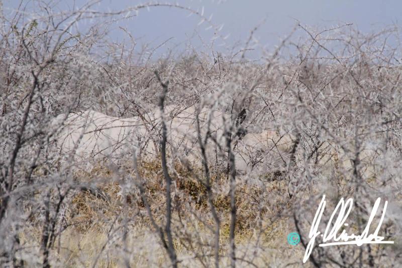 Rhino in the bush of Namibia