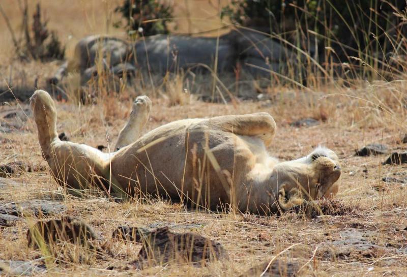 The Masai Mara
