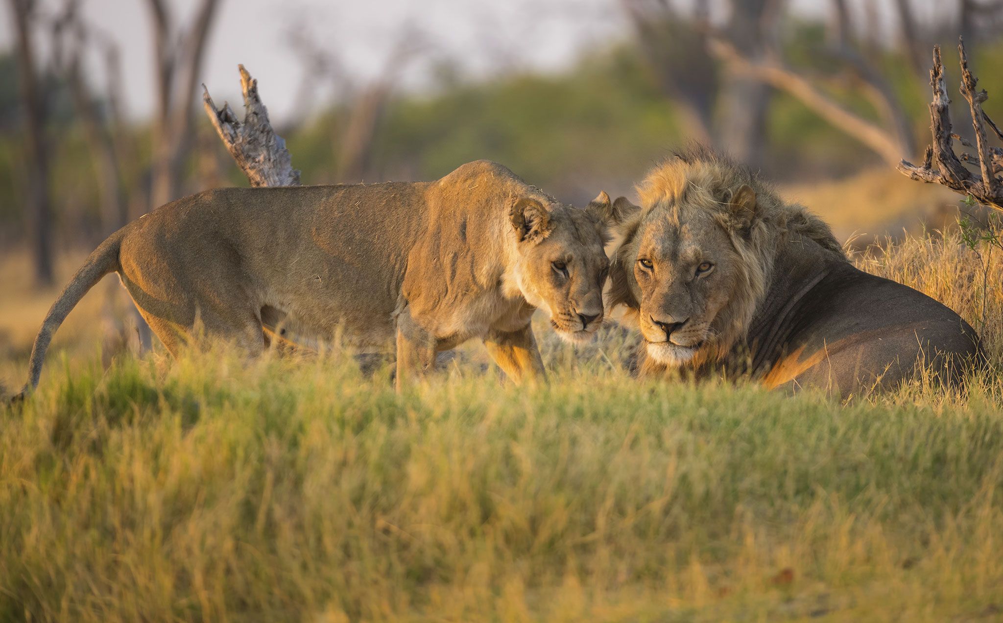 African Tour Operator: Surviving Covid as a Tourism Company