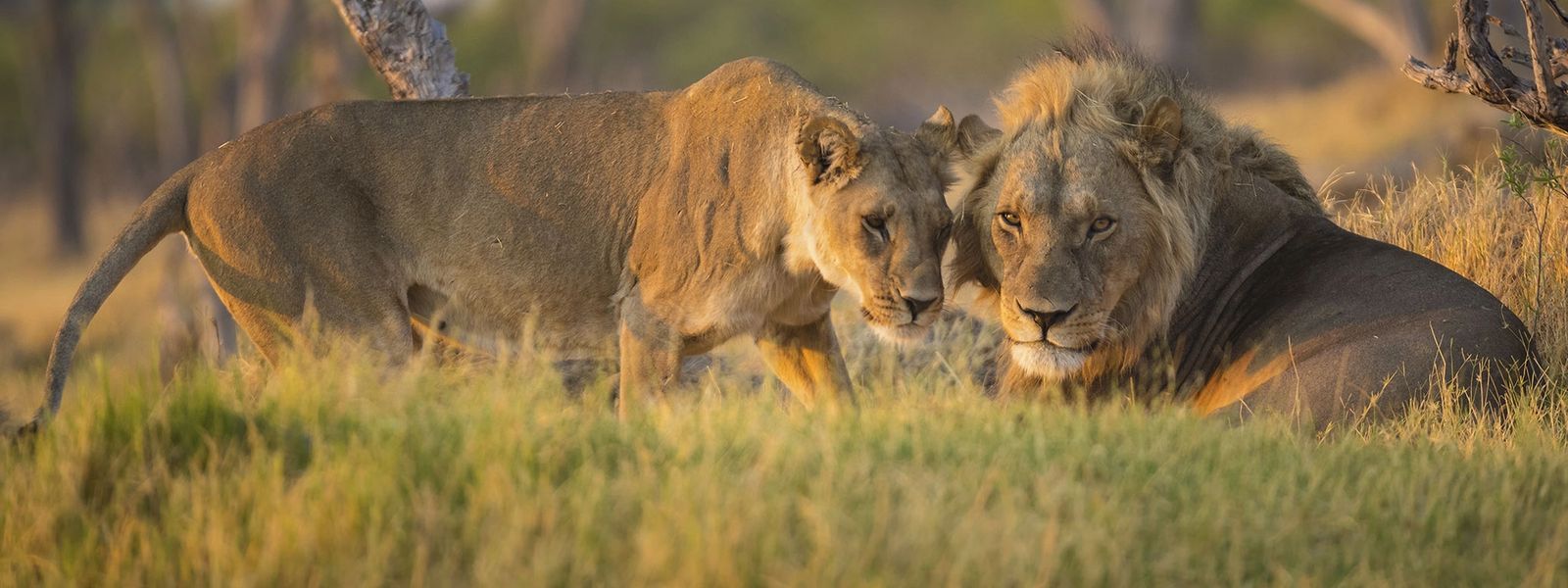 African Tour Operator: Surviving Covid as a Tourism Company