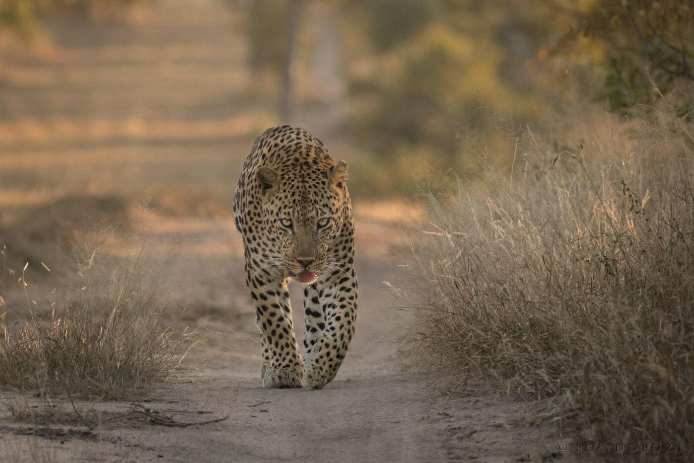 Silvan Safari Blog - The passing of a Sabi Sand legend
