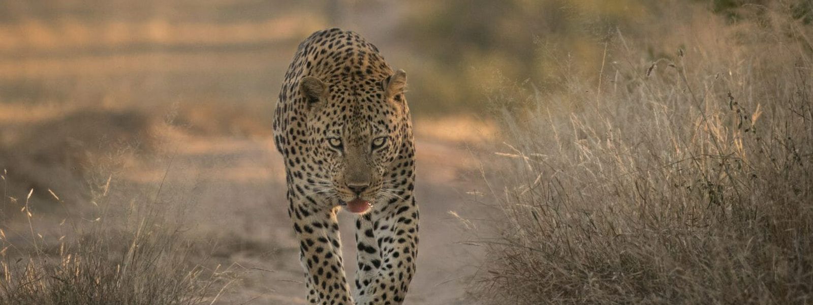 Silvan Safari Blog - The passing of a Sabi Sand legend