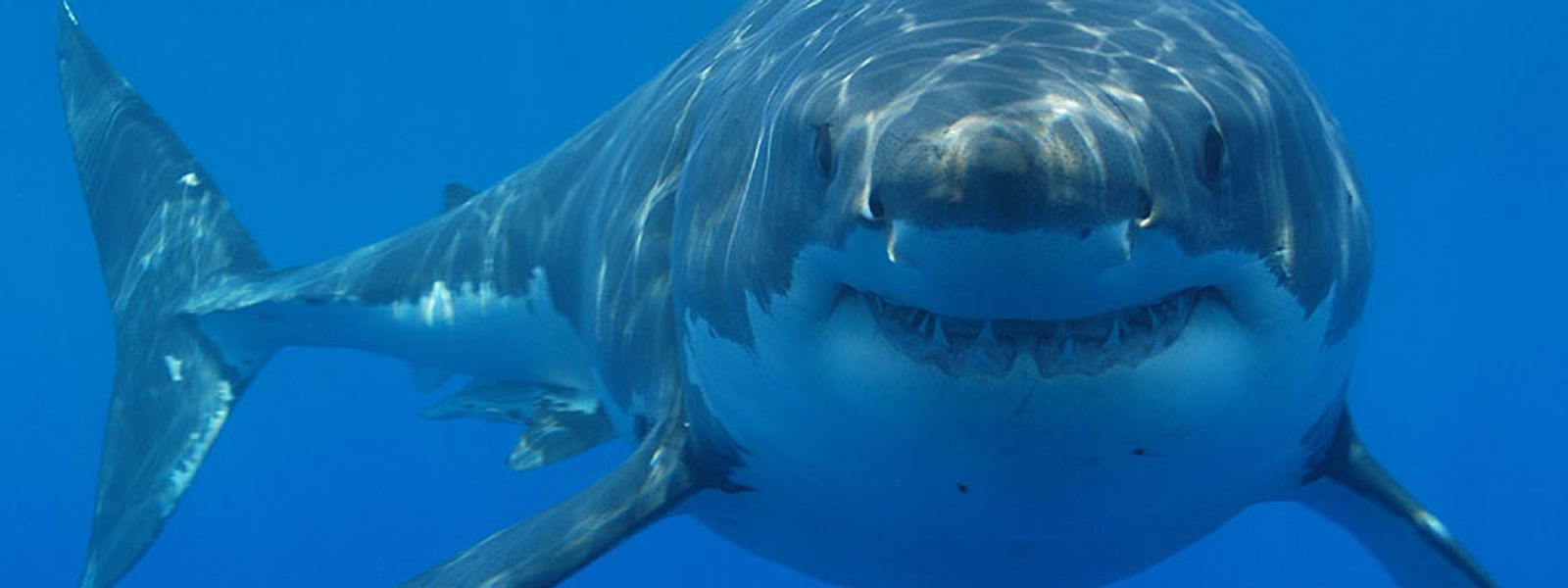 What is the Marine Big 5?