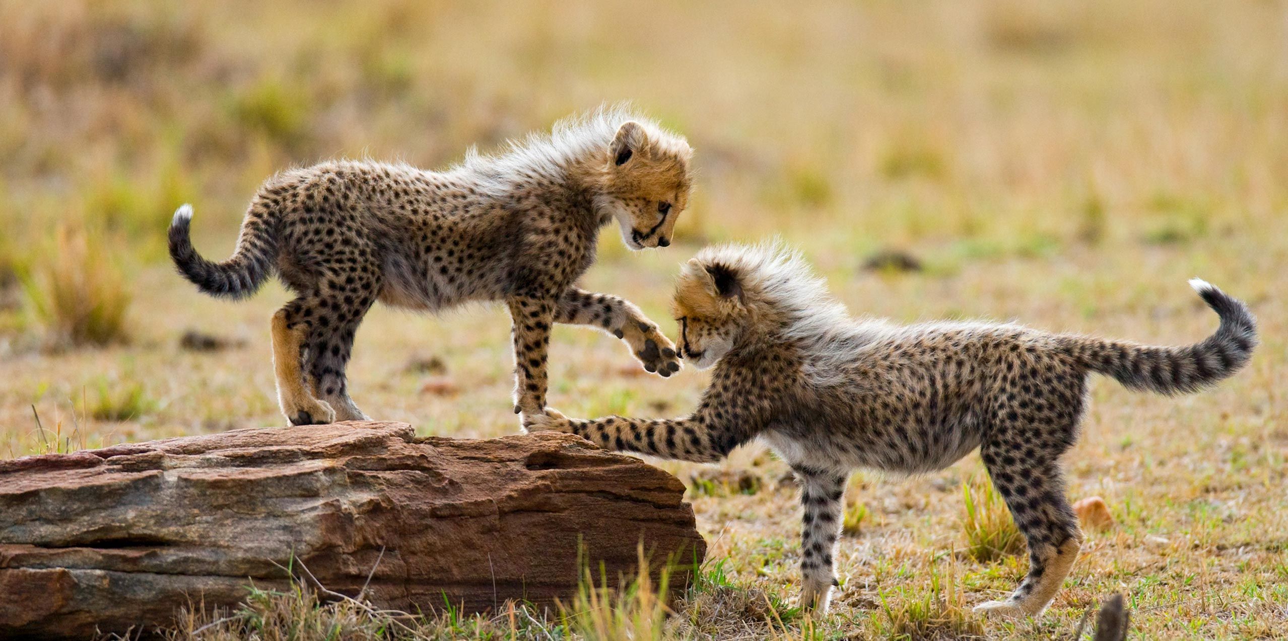 The Best Time to Travel in Africa: Your Ultimate African Travel Calendar