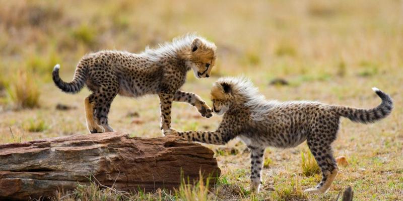 Cheetah cubs play in the Savannah in East Africa