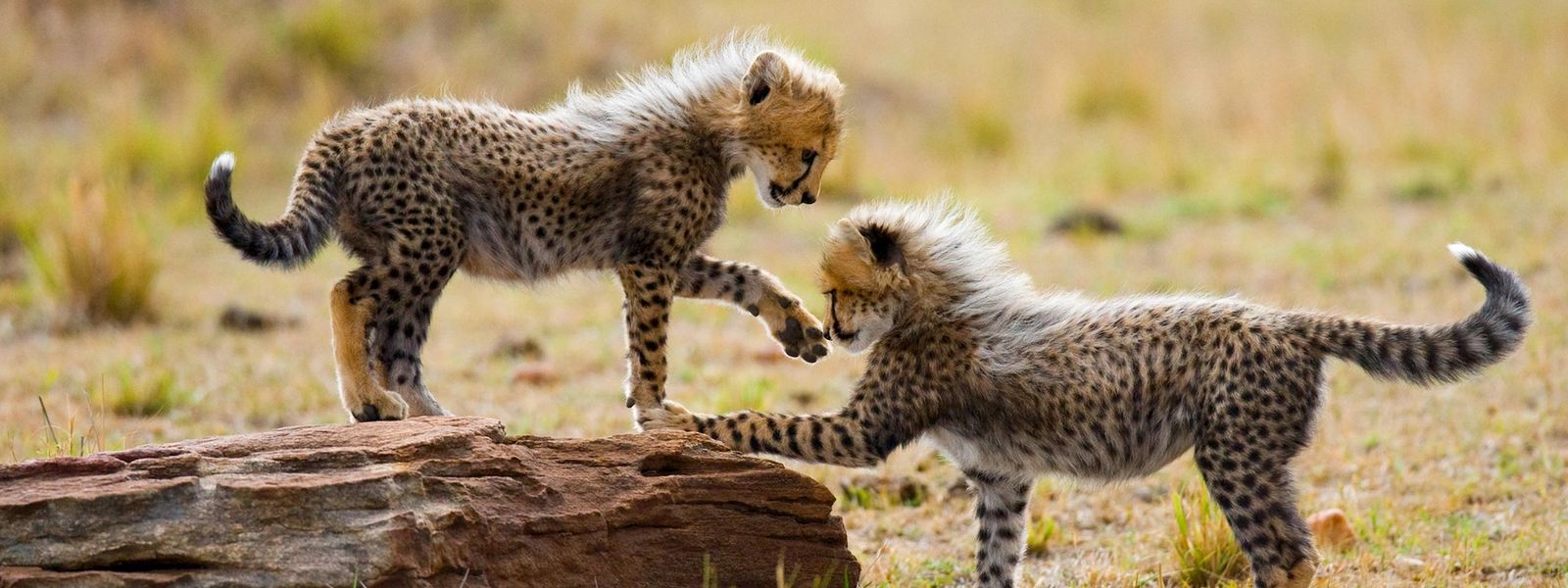 Premios World Travel Awards 2021: La empresa Líder en Safaris de África