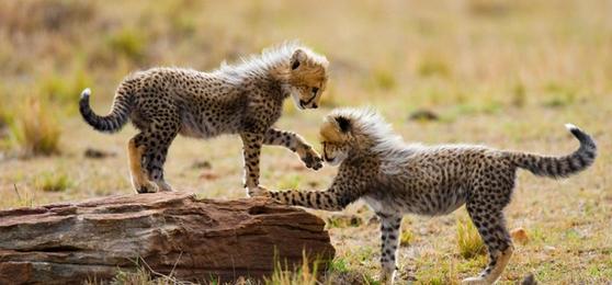 The Best Time to Travel in Africa: Your Ultimate African Travel Calendar