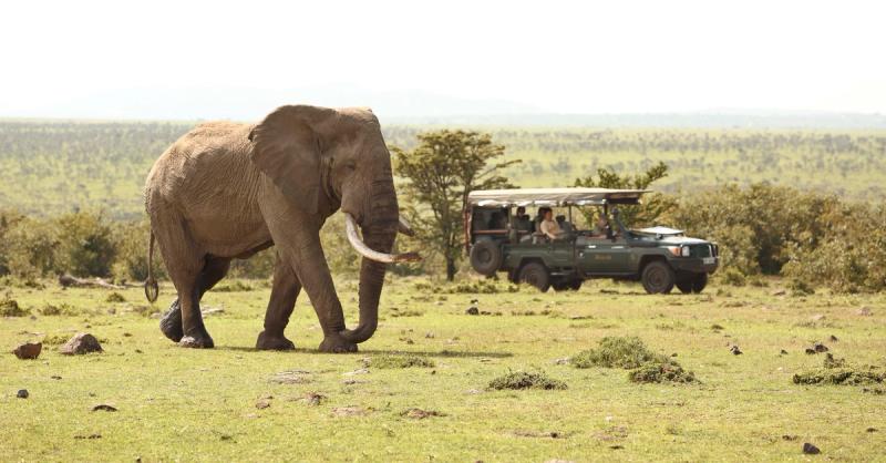 Elephant seen on a game drive at Encounter Mara, Maasai Mara