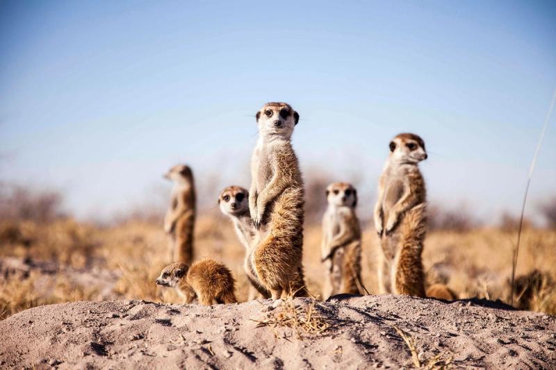 Niedliche Erdmännchen in den Makgadikgadi-Salzpfannen in Botswana