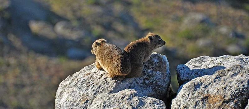 Rock rabbits
