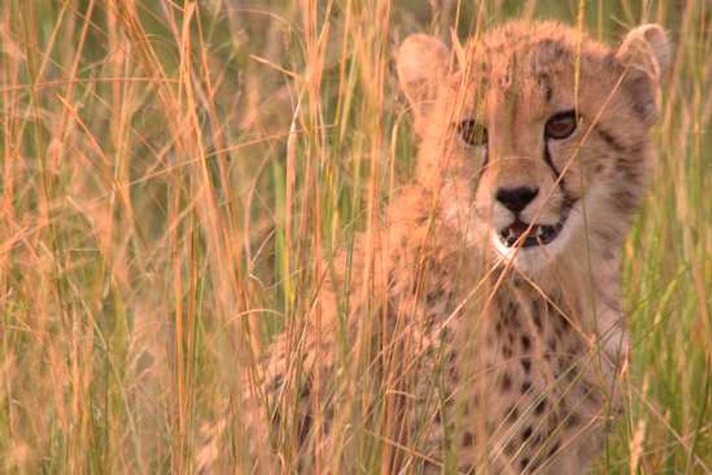 A young cheetah waits for her mother on the plains of East Africa