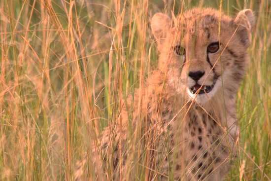 A young cheetah waits for her mother on the plains of East Africa