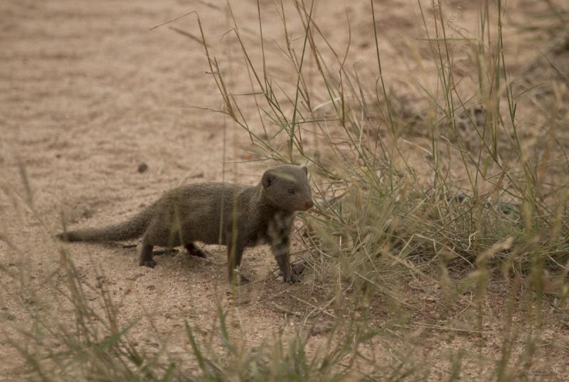 animaux nouveaux-nés d'Afrique - belette