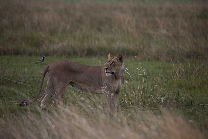 The lions of Zarafa