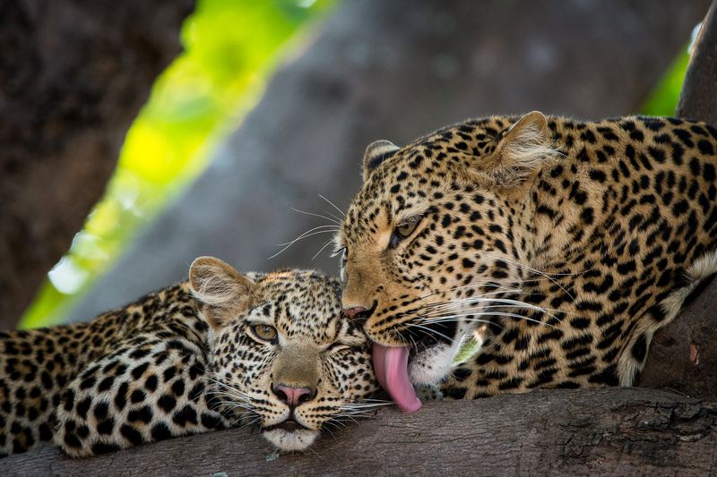Leopardess grooming cub on a game drive with Tena Tena Camp