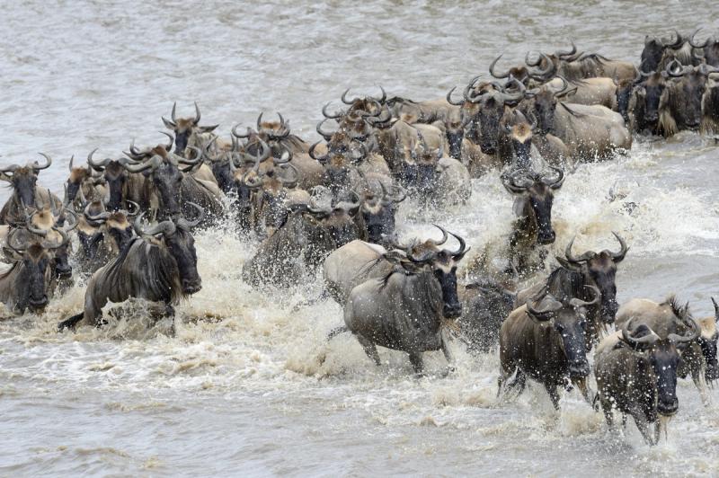 Une spectaculaire traversée de la rivière Mara.