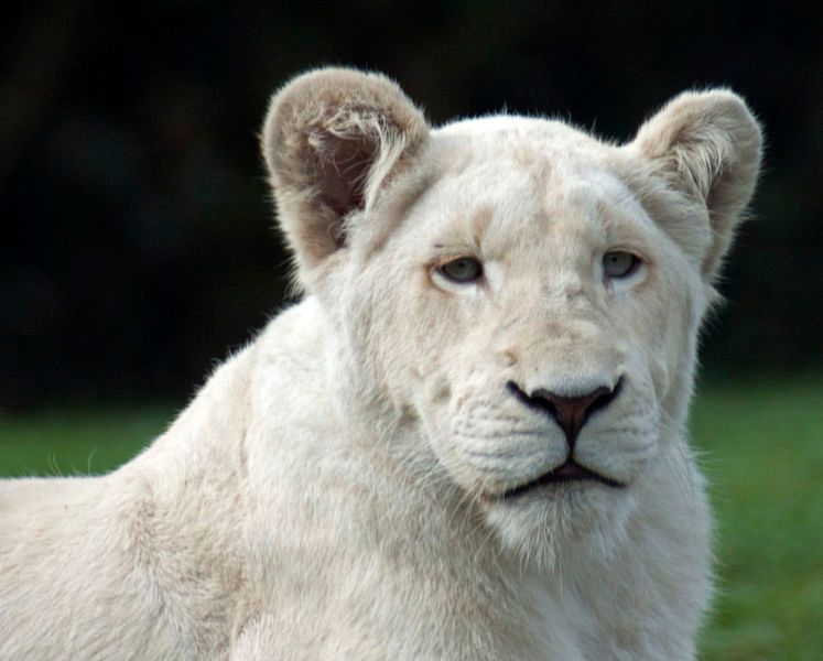 A young white lion