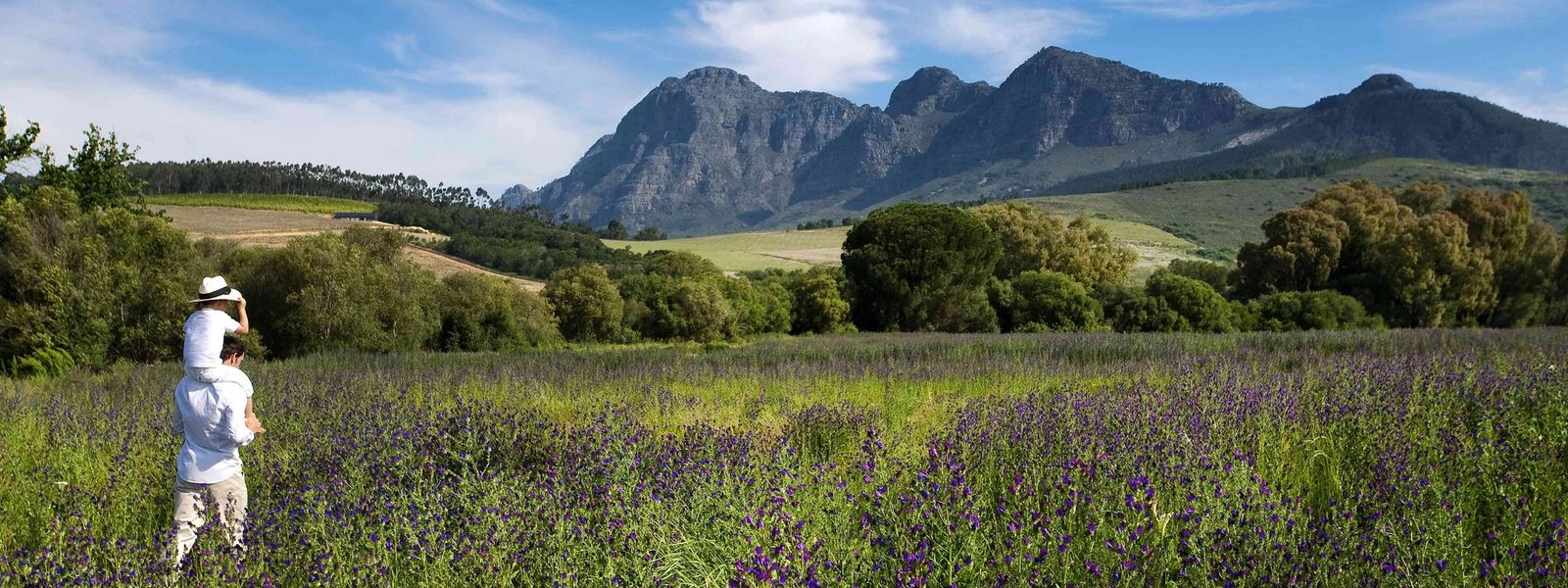 Beyond the Vine: Unique Experiences in the Cape Winelands