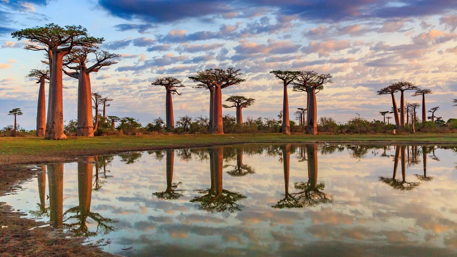 Madagascar Safari: A Completely Different Side of Africa