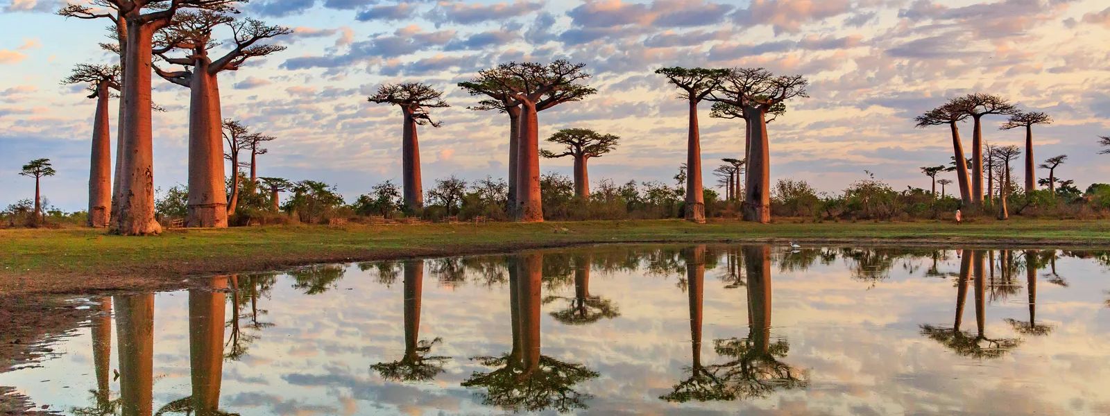 Madagascar Safari: A Completely Different Side of Africa