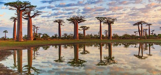 Madagascar Safari: A Completely Different Side of Africa