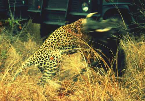 Leopard vs Warthog