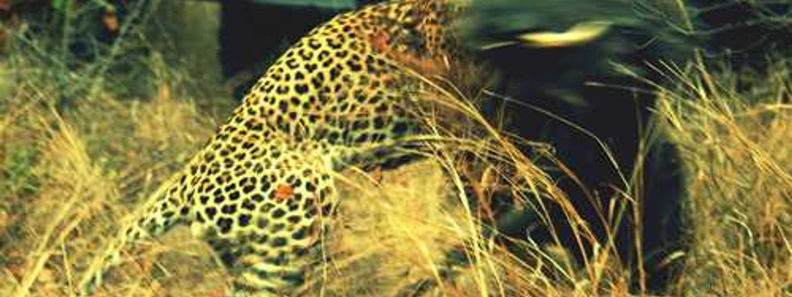 Leopard vs Warthog
