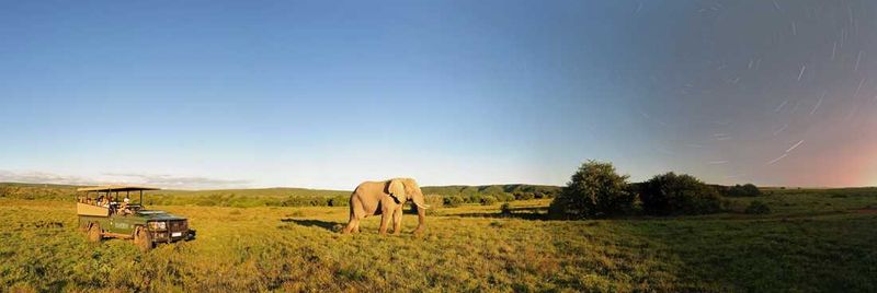 On safari at Shamwari