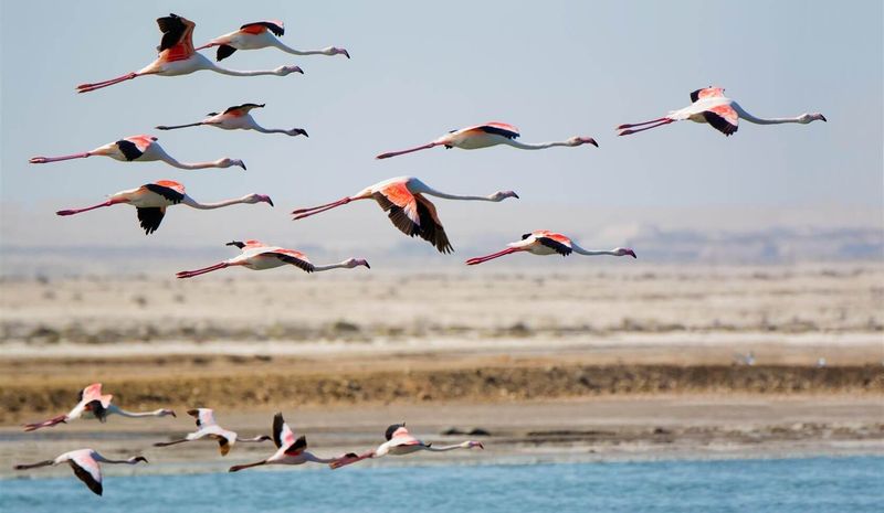 vol de flamants roses sur la côte de walvis bay en namibie