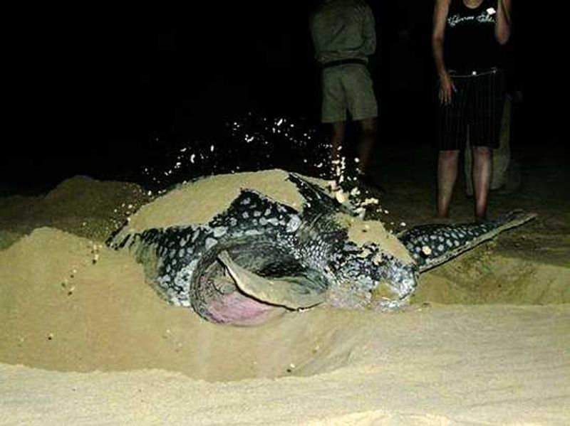 A turtle emerges from the waves on Sodwana Bay on a Phinda adventure