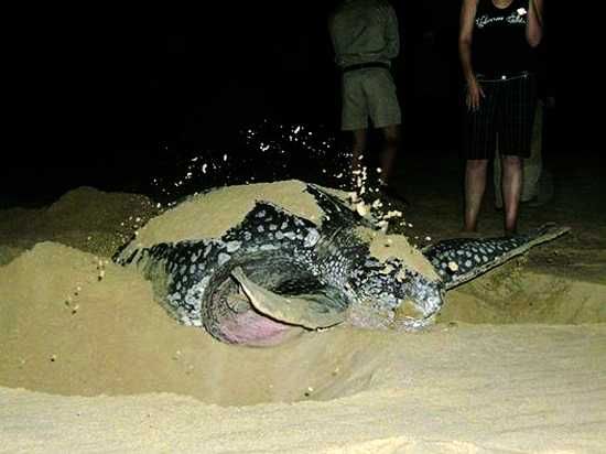 A turtle emerges from the waves on Sodwana Bay on a Phinda adventure