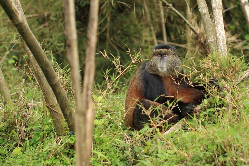 A golden monkey with thick fur and striking orange markings stands alert in a lush green forest.
