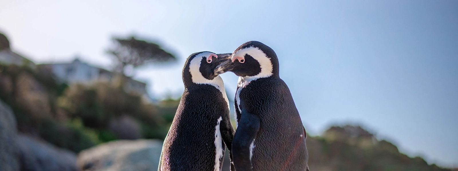 Love is in The Air: Africa’s Most Affectionate Animals
