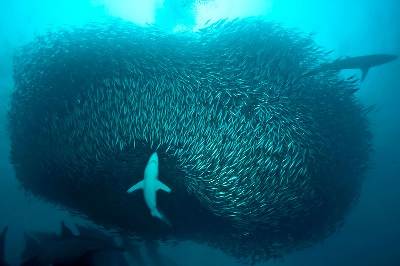 Sardine Run 