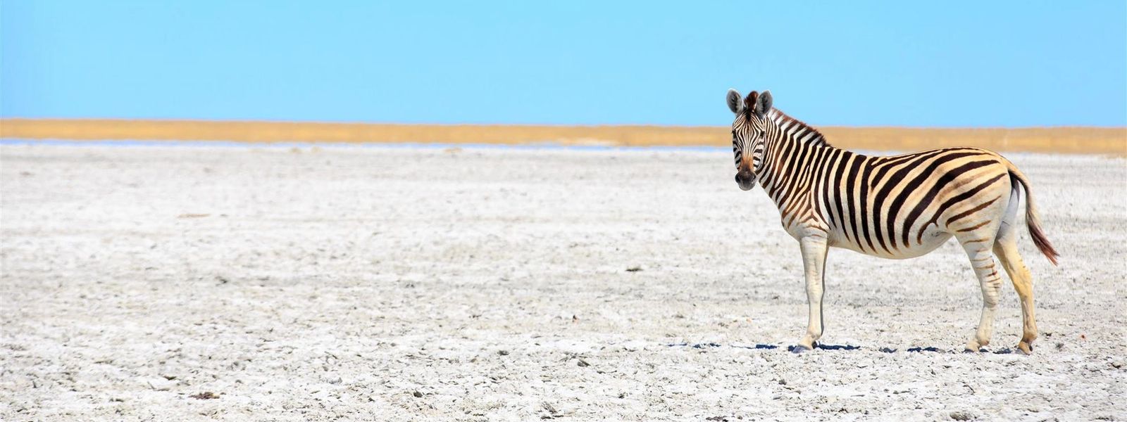 5 Gründe, in die Kalahari zu reisen