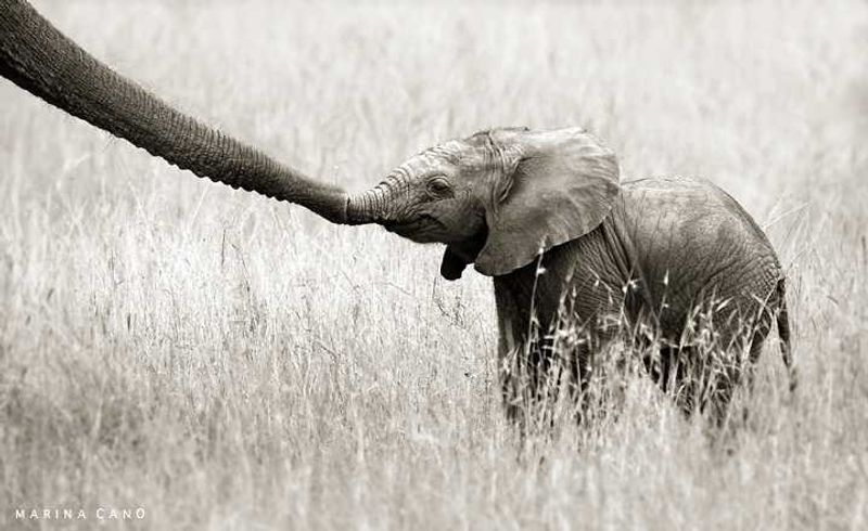 By Marina Cano