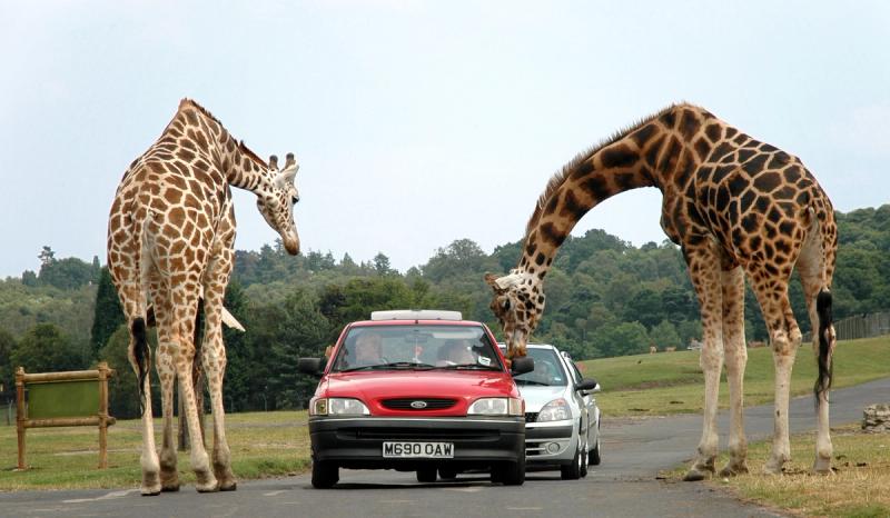 Giraffes peeking into car window