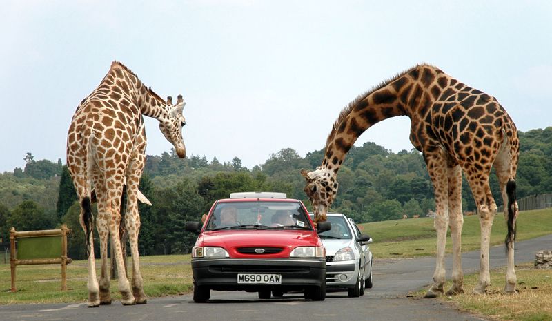 Giraffes peeking into car window