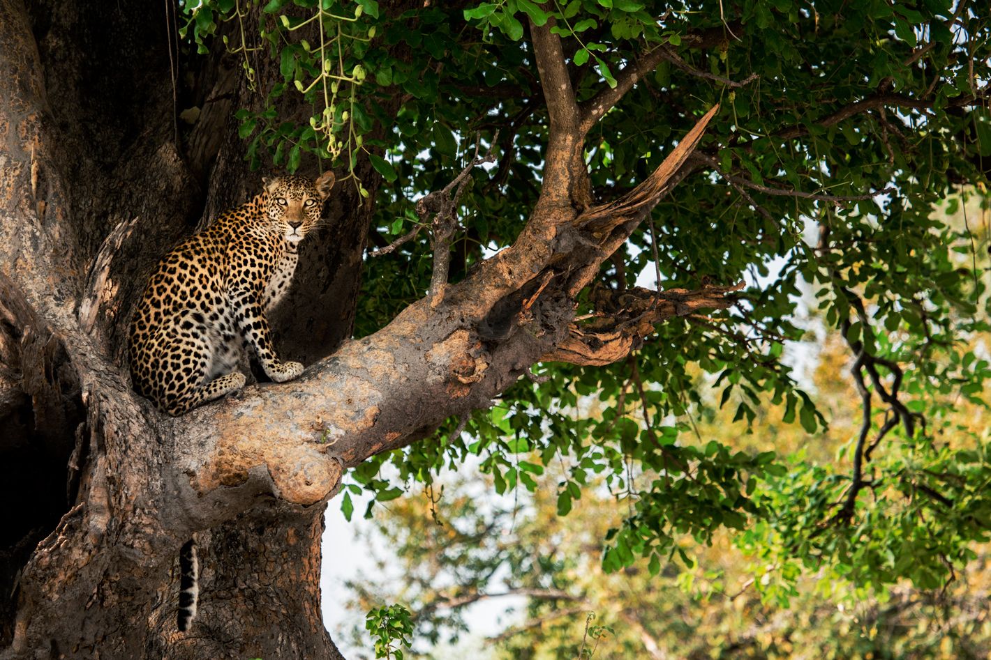 Our photographer went to Botswana and all we got were these amazing wildlife photos