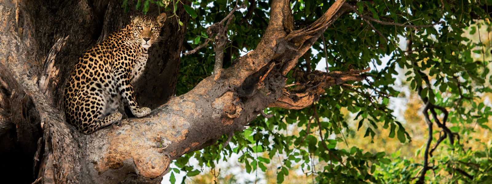 Our photographer went to Botswana and all we got were these amazing wildlife photos