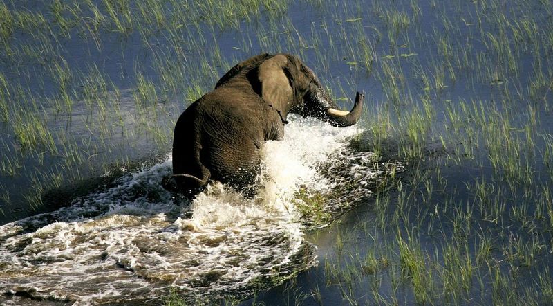 Un éléphant vu lors d'un safari sur l'eau, à bord d'un mokoro au Botswana