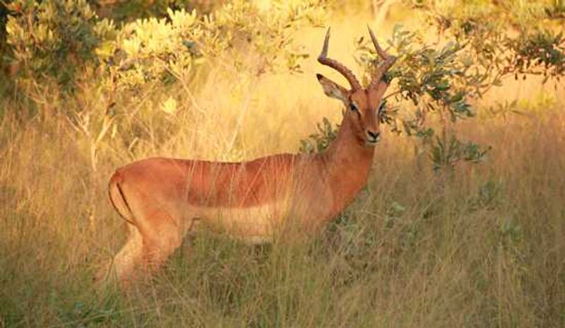 Impala