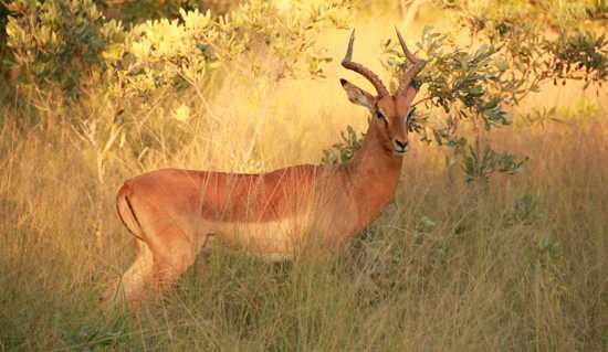 Impala