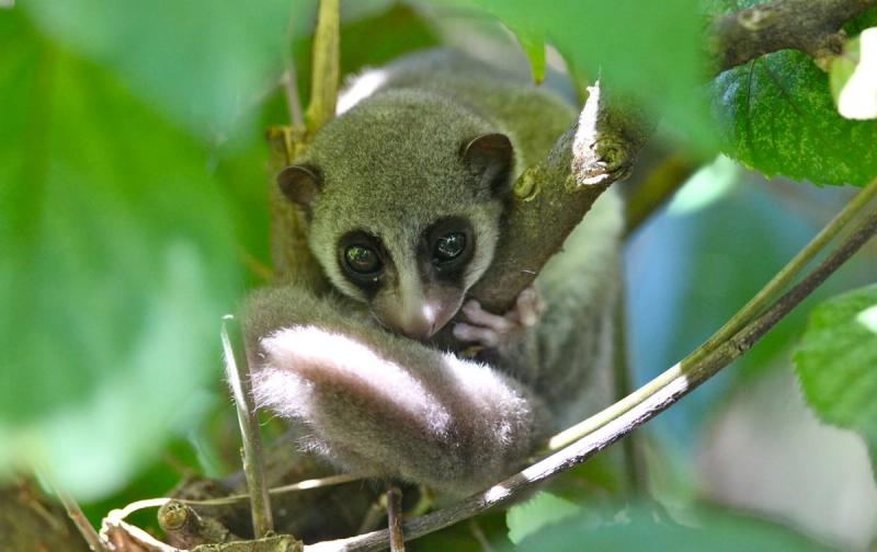 Un lémur ratón gris sobre una rama.