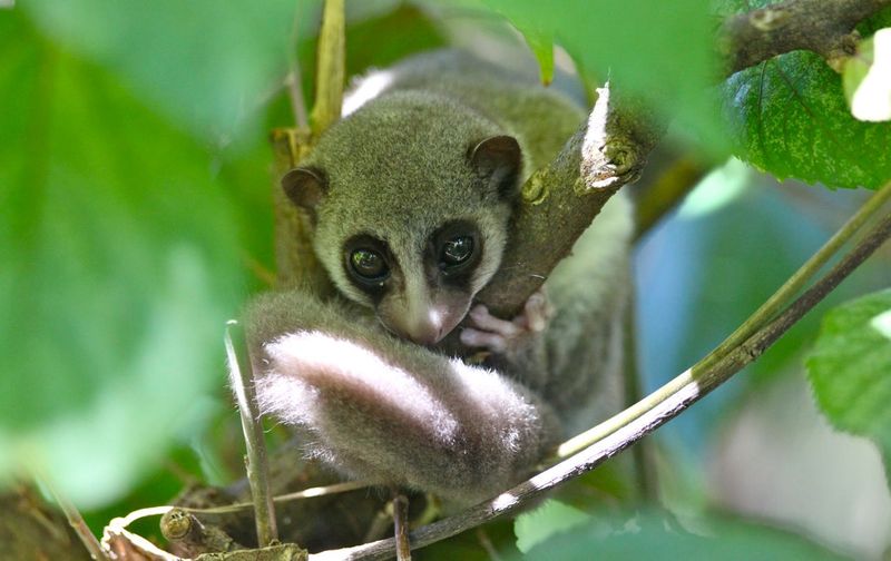 Un lémur ratón gris sobre una rama.