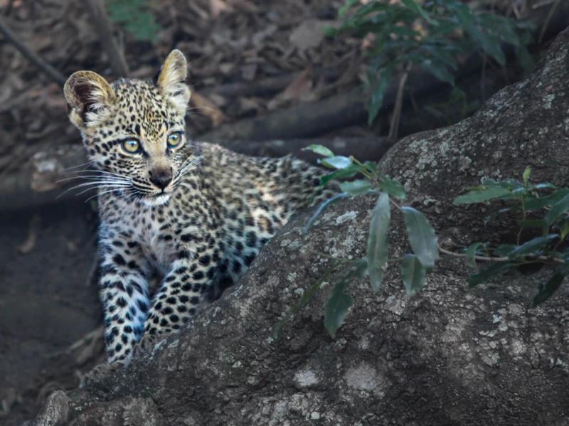 A leopard cub learns to climb a tree