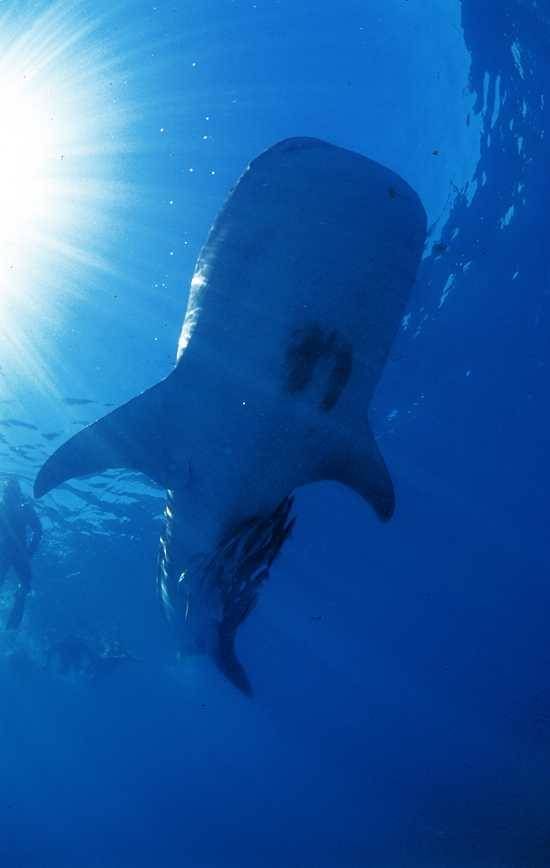 A diver swims alongside a whale shark off Sodwana Bay