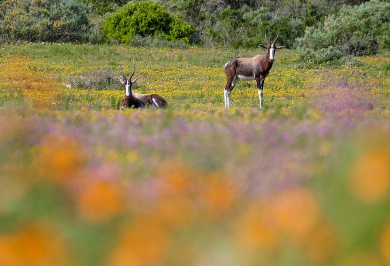 Blumenblüte im südafrikanischen Namaqualand